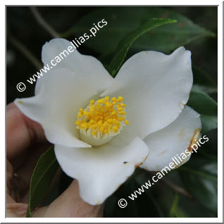 Camellia Japonica 'Shirosakasa-fuji'