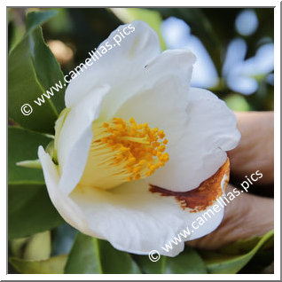 Camellia Japonica 'Shiroseiôbo'