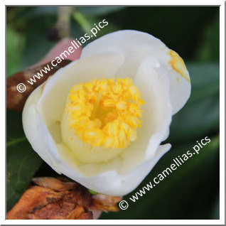 Camellia Japonica 'Shiroseiôbo'