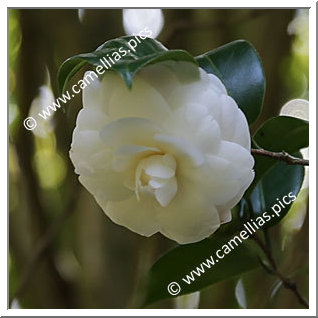 Camellia Japonica 'Shirotama-hôshu'