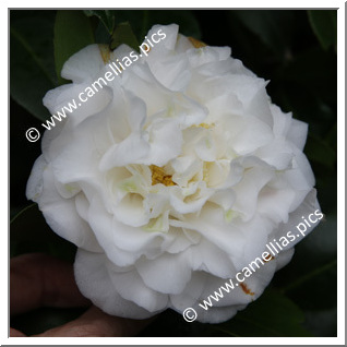 Camellia Japonica 'Shiroya'e-kingyo-tsubaki'
