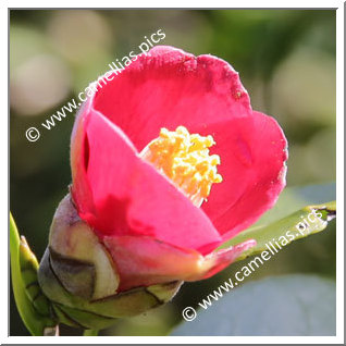 Camellia Japonica 'Shisen'