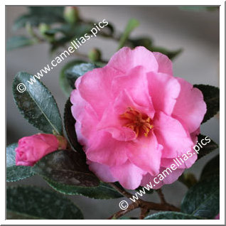 Camellia Sasanqua 'Shishigashira'