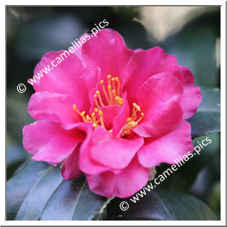 Camellia Sasanqua 'Shishigashira'