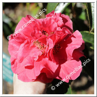 Camellia Reticulata 'Shizitou'