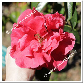 Camellia Reticulata 'Shizitou'