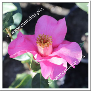 Camellia Hybride 'Shock Wave'