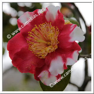 Camellia Higo Camellias 'Shokkô-nishiki'