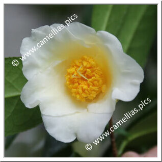 Camellia Hybrid 'Shokô'