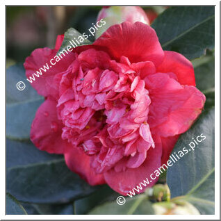 Camellia Japonica 'De Schone Van Het Leen '