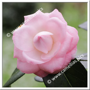 Camellia Japonica 'Shoutao'