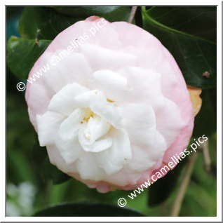 Camellia Japonica 'Shoutao'
