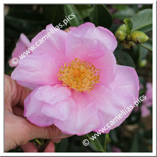 Camellia Hybride 'Show Girl'