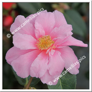 Camellia Hybrid 'Show Girl'