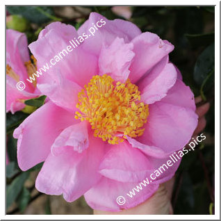 Camellia Hybrid 'Show Girl'