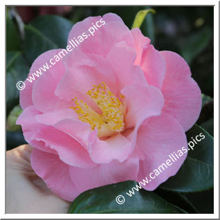 Camellia Japonica 'Show Time'