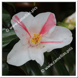 Camellia Japonica 'Shôwa-nishiki'