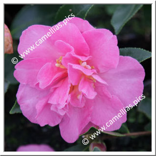 Camellia Sasanqua 'Shôwa-no-sakae'