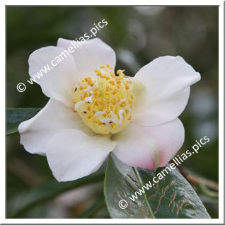 Camellia Japonica 'Shôwa-wabisuke'