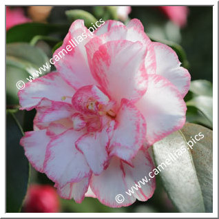 Camellia Japonica 'Shuchûka'