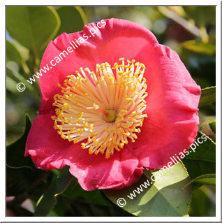 Camellia Higo Camellias 'Shugetsu'