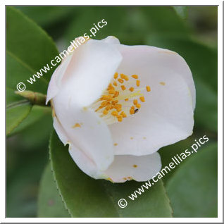 Camellia Hybride 'Shunpû'