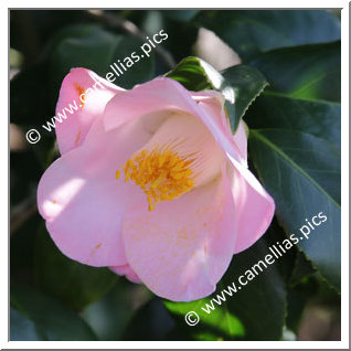 Camellia Japonica 'Shûran'