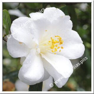 Camellia Japonica 'Shûsô'