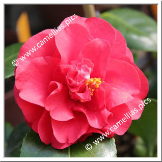Camellia Japonica 'Shusugasane'