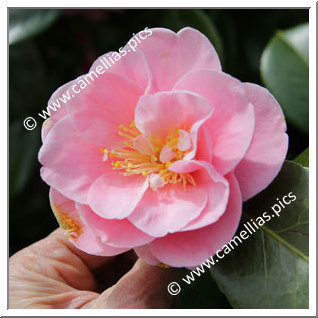 Camellia Japonica 'Sierra Spring '