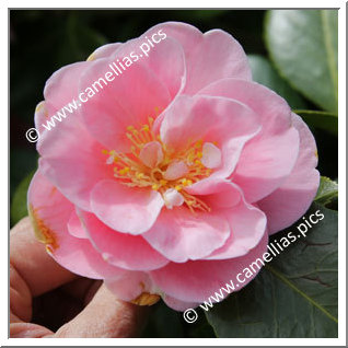 Camellia Japonica 'Sierra Spring '