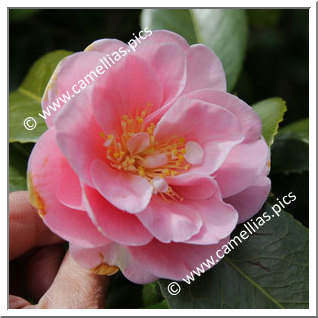 Camellia Japonica 'Sierra Spring '