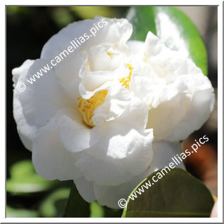 Camellia Japonica 'Silver Anniversary'