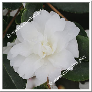 Camellia Sasanqua 'Silver Dollar '