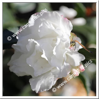 Camellia Sasanqua 'Silver Dollar '