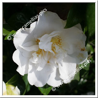 Camellia Japonica 'Silver Lace'