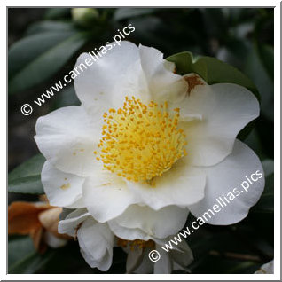 Camellia Japonica 'Silver Mayer'