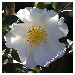 Camellia Japonica 'Silver Waves'
