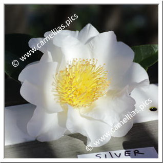 Camellia Japonica 'Silver Waves'