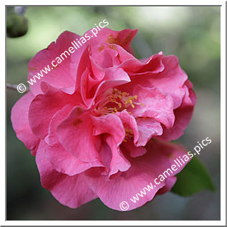 Camellia Japonica 'Simeon'