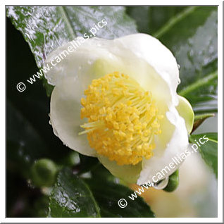 Camellia Botanique C. sinensis