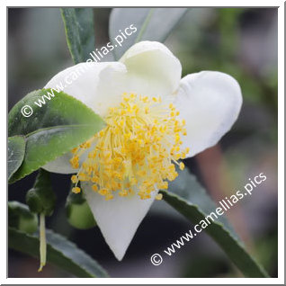 Camellia Botanique 'C. sinensis'