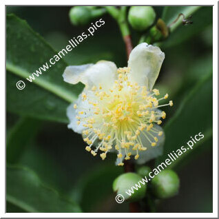 Camellia Species C. sinensis var. assamica