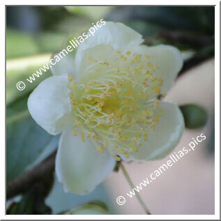 Camellia Species C. sinensis var. assamica