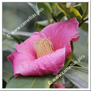 Camellia Botanique C. sinensis 'Chinensis Variegata'