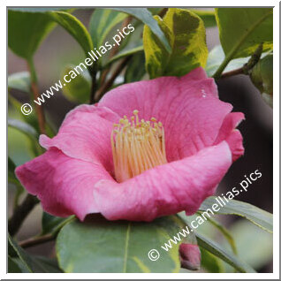 Camellia Botanique C. sinensis 'Chinensis Variegata'