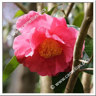 Camellia Reticulata 'Sissi '