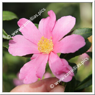 Camellia Sasanqua 'Slim 'N Trim'