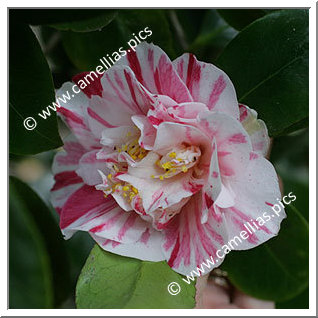 Camellia Japonica 'Smellie Nellie'