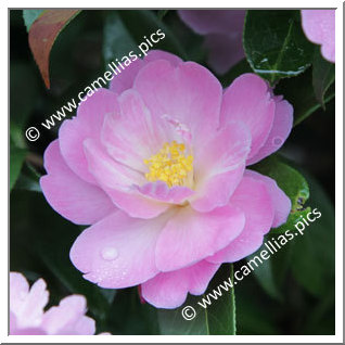 Camellia Hybrid 'Snippet'